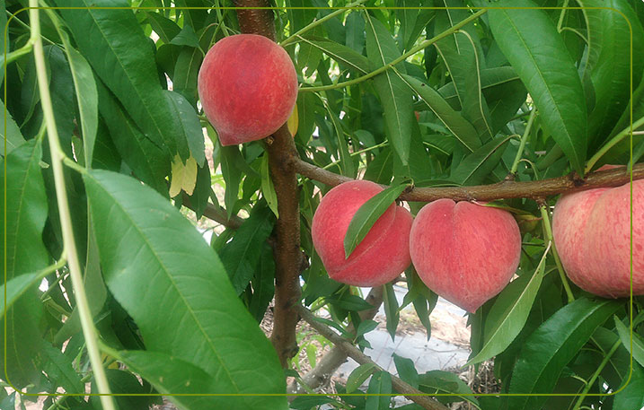 成都哪家航空快生鲜运输